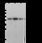 PD-L1 antibody, 10084-MM33, Sino Biological, Western Blot image 