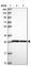 Solute Carrier Family 25 Member 45 antibody, HPA050821, Atlas Antibodies, Western Blot image 