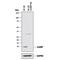 S100 Calcium Binding Protein P antibody, MAB2957, R&D Systems, Western Blot image 