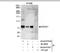DEAD-Box Helicase 51 antibody, NB100-57526, Novus Biologicals, Immunoprecipitation image 
