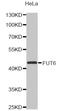 Fucosyltransferase 9 antibody, abx002815, Abbexa, Western Blot image 