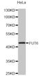 Fuc-TVII antibody, abx002815, Abbexa, Western Blot image 