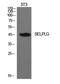 Selectin P Ligand antibody, STJ97267, St John