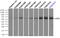 Lipase G, Endothelial Type antibody, TA501017, Origene, Immunoprecipitation image 