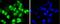 Histone Deacetylase 8 antibody, A01843, Boster Biological Technology, Immunocytochemistry image 