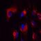 Nucleobindin 2 antibody, AF5949, R&D Systems, Immunocytochemistry image 