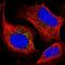 Serine/Threonine Kinase 11 Interacting Protein antibody, PA5-57841, Invitrogen Antibodies, Immunofluorescence image 