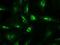 Neurotrophin 4 antibody, NBP1-47897, Novus Biologicals, Immunofluorescence image 
