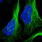 Zinc finger protein 654 antibody, PA5-57557, Invitrogen Antibodies, Immunofluorescence image 