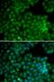 Cyclin Dependent Kinase 7 antibody, orb135242, Biorbyt, Immunofluorescence image 