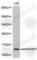 Late Endosomal/Lysosomal Adaptor, MAPK And MTOR Activator 3 antibody, A2615, ABclonal Technology, Western Blot image 