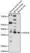 Homeobox C8 antibody, LS-C750040, Lifespan Biosciences, Western Blot image 