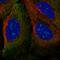 TRIM61 antibody, HPA049109, Atlas Antibodies, Immunocytochemistry image 