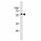 Kruppel Like Factor 4 antibody, F52999-0.4ML, NSJ Bioreagents, Western Blot image 