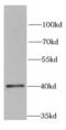 Secreted Frizzled Related Protein 4 antibody, FNab07787, FineTest, Western Blot image 