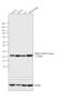 Phosphatidylethanolamine Binding Protein 1 antibody, 36-0700, Invitrogen Antibodies, Western Blot image 