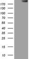 Thyroglobulin antibody, LS-C339164, Lifespan Biosciences, Western Blot image 