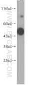 CUGBP Elav-like family member 6 antibody, 19078-1-AP, Proteintech Group, Western Blot image 