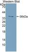 Insulin Receptor antibody, LS-C303006, Lifespan Biosciences, Western Blot image 