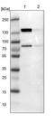 Fibronectin Type III Domain Containing 3A antibody, NBP1-88809, Novus Biologicals, Western Blot image 