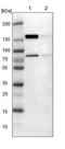 Fibronectin Type III Domain Containing 3A antibody, NBP1-88809, Novus Biologicals, Western Blot image 