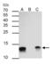 Galectin 1 antibody, GTX116411, GeneTex, Immunoprecipitation image 