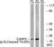 Caspase 2 antibody, LS-C121049, Lifespan Biosciences, Western Blot image 