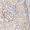Formin Like 3 antibody, PA5-51720, Invitrogen Antibodies, Immunohistochemistry frozen image 
