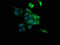 SAHH antibody, LS-C317582, Lifespan Biosciences, Immunofluorescence image 