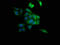 Adenosylhomocysteinase antibody, LS-C317582, Lifespan Biosciences, Immunofluorescence image 