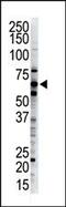 Ubiquilin 2 antibody, PA5-12077, Invitrogen Antibodies, Western Blot image 