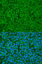Golgi SNAP Receptor Complex Member 1 antibody, 19-339, ProSci, Immunofluorescence image 