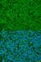 Golgi SNAP receptor complex member 1 antibody, 19-339, ProSci, Immunofluorescence image 