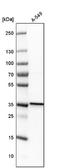 Fli-1 Proto-Oncogene, ETS Transcription Factor antibody, NBP1-85675, Novus Biologicals, Western Blot image 