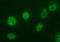 Ankyrin Repeat Domain 49 antibody, LS-C788514, Lifespan Biosciences, Immunofluorescence image 