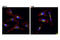 Vesicle Transport Through Interaction With T-SNAREs 1A antibody, 14764S, Cell Signaling Technology, Immunocytochemistry image 