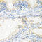 Neurotrophin 4 antibody, 13-321, ProSci, Immunohistochemistry frozen image 