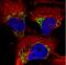 Tu Translation Elongation Factor, Mitochondrial antibody, NBP2-36753, Novus Biologicals, Immunofluorescence image 