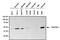 Mitogen-Activated Protein Kinase Kinase 4 antibody, MA1-098, Invitrogen Antibodies, Western Blot image 