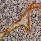 Thrombomodulin antibody, GTX76378, GeneTex, Immunohistochemistry paraffin image 