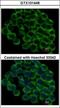 Heat Shock Protein 90 Alpha Family Class B Member 1 antibody, GTX101448, GeneTex, Immunocytochemistry image 