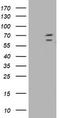 Tripartite Motif Containing 2 antibody, TA501606, Origene, Western Blot image 