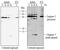 Caspase 7 antibody, AF823, R&D Systems, Western Blot image 