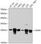 Heat Shock Protein Family B (Small) Member 1 antibody, 13-755, ProSci, Western Blot image 