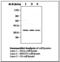 Mitogen-Activated Protein Kinase Kinase 6 antibody, LS-C62285, Lifespan Biosciences, Western Blot image 