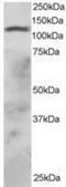 Ring Finger Protein 31 antibody, TA302821, Origene, Western Blot image 