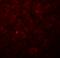 Angiopoietin Like 8 antibody, A02471-1, Boster Biological Technology, Immunofluorescence image 