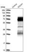 Golgi Membrane Protein 1 antibody, NBP1-88774, Novus Biologicals, Western Blot image 