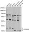 Claudin 18 antibody, 23-550, ProSci, Western Blot image 