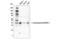 Asparaginase Like 1 antibody, 65552S, Cell Signaling Technology, Western Blot image 